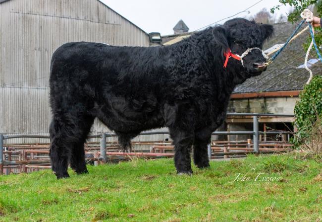 Champion bull Caerynwch Ebrillwr 16 from TW Williams and Co, sold for 15,500gns (Photo: John Iveson)