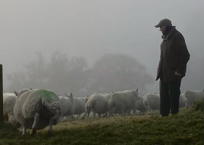 Sandy Chisholm counting his flock of Cheviots, on his Culnara croft, at the back of Bonar Bridge (Pic: Rory Scott)