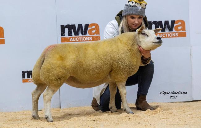 Mortons Fascination, from Andrew Morton, topped the sale at 1200gns  Ref: Wayne Hutchinson Photography