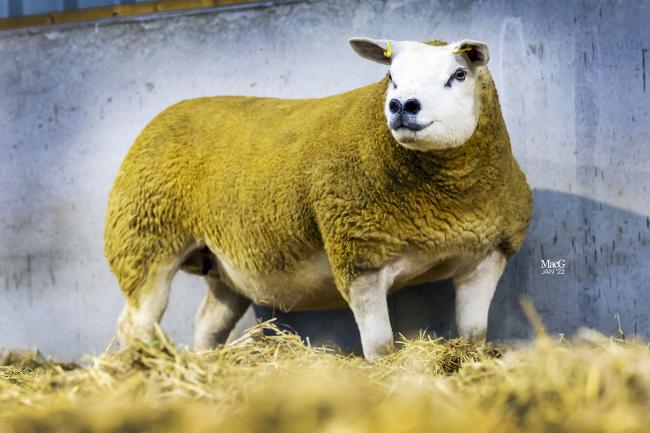 Usk Vale's Knock-bred gimmer topped the sale at 8500gns
