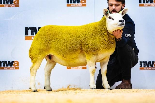 Top priced gimmer from the Usk Vale flock led the charge at 4000gns  Ref: MacGregor Photography
