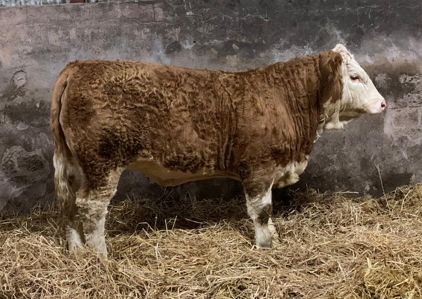 The Moore family’s polled heifer Omorga Midnight also sold to Mario Walther from Frankfurt.