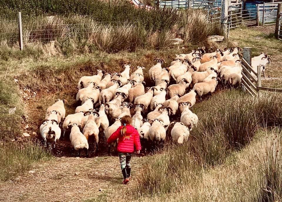 Elliot Bowman - Olivia Bowman taking charge of gathering Uncle Elliotts sheep at Mid Cragabus Croft Isle of Islay