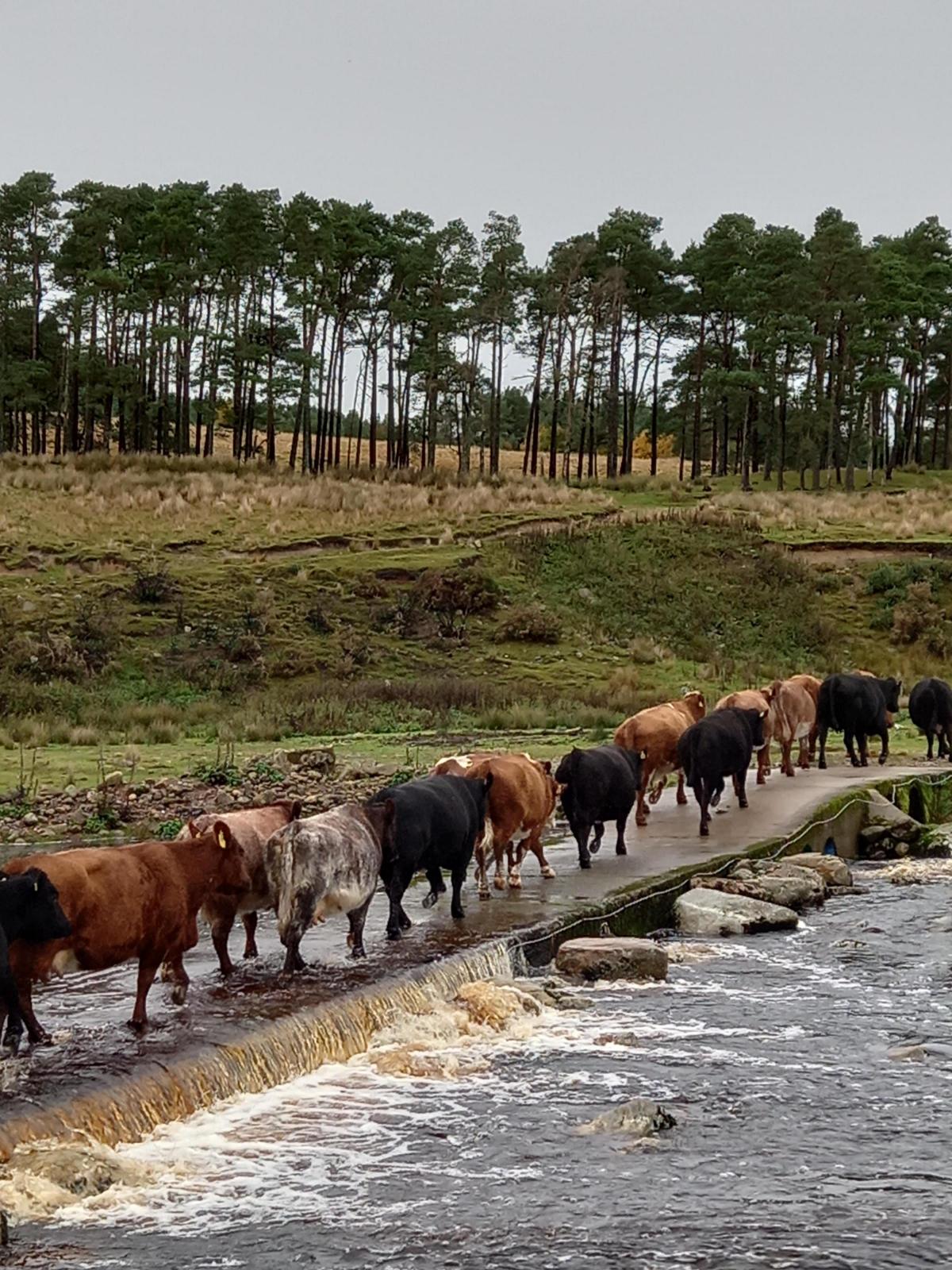 Linda Wilson - Clean feet and a change of scenery for the coos.