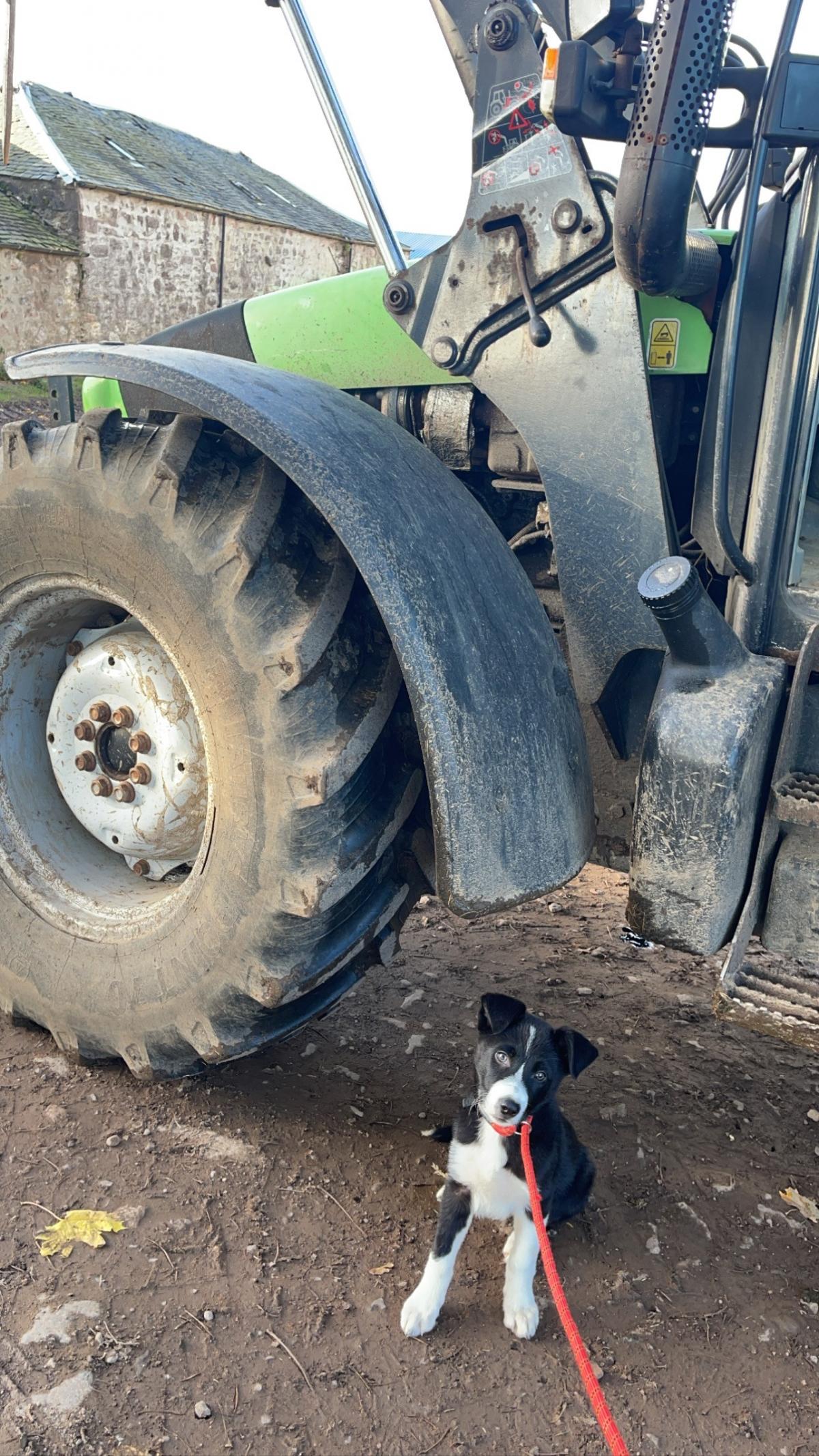 Molly O'Donnell - New to the team Angus posing with the loader tractor.