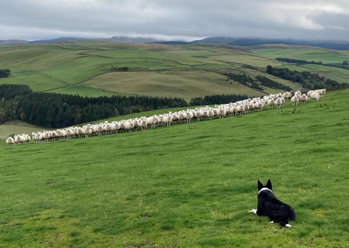 Rachel Murray - Surveying the scene in upper teviotdale.  Harris the dog watching his Southie Cheviot ewes.