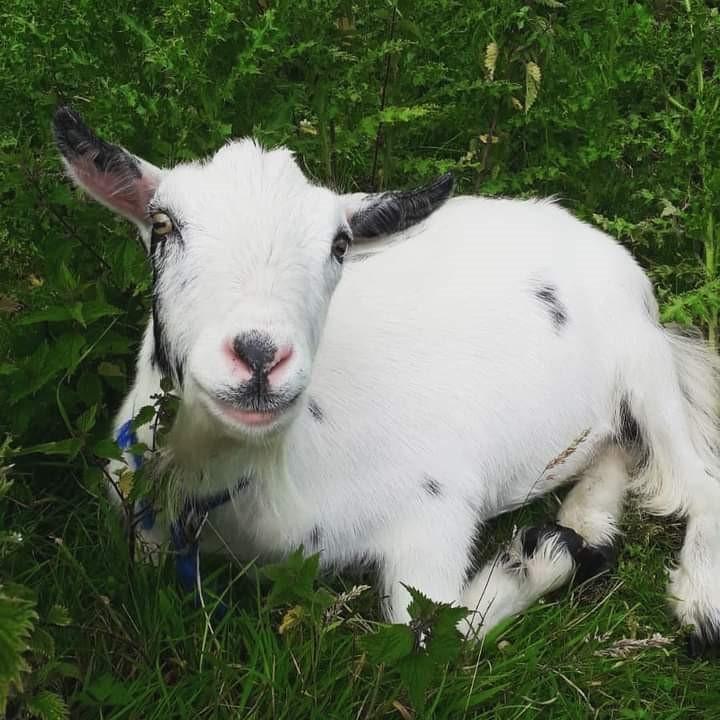 Stephanie Magee - My little goat Dennis 'It's a goats life' he loves hanging out with our sheep on our farm in Northern Ireland.