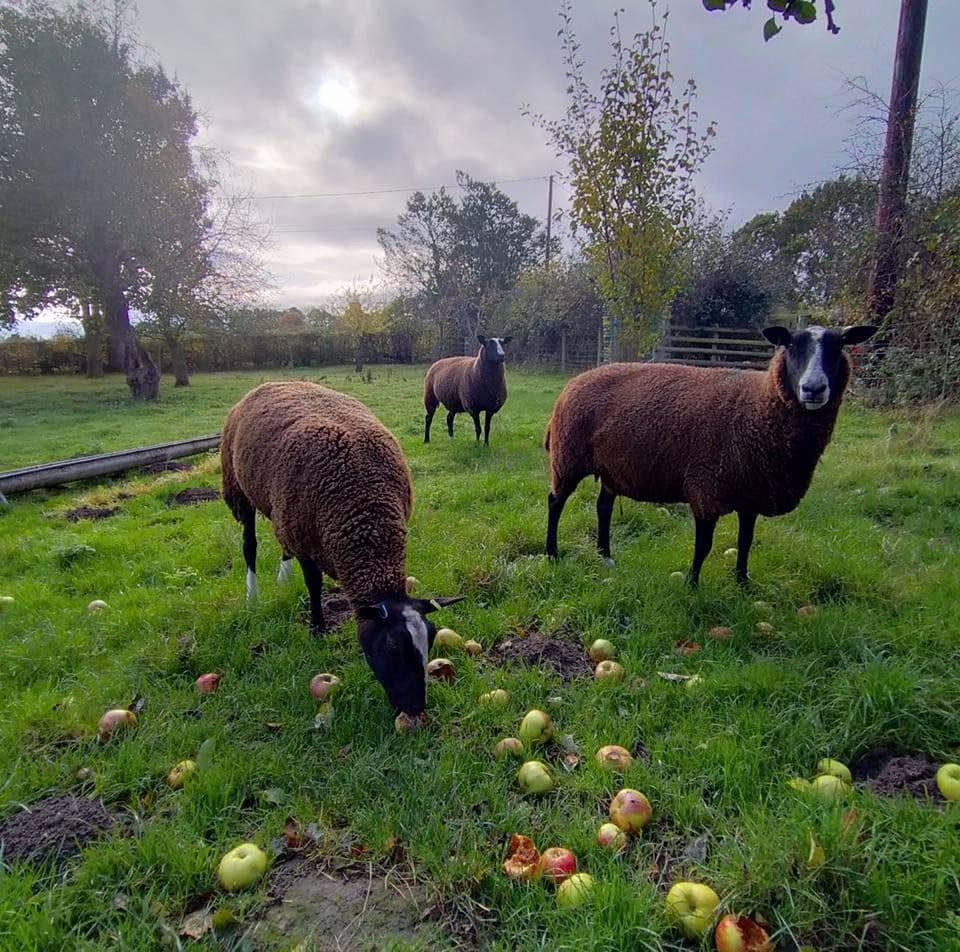 Anne Robinson - these Zwartbles sheep are enjoying an autumn windfall.