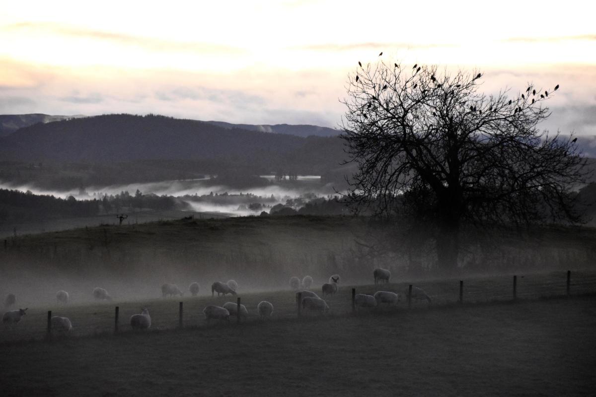 Fiona Bryce - Ewes through the mist near Blairgowrie, Perthshire.