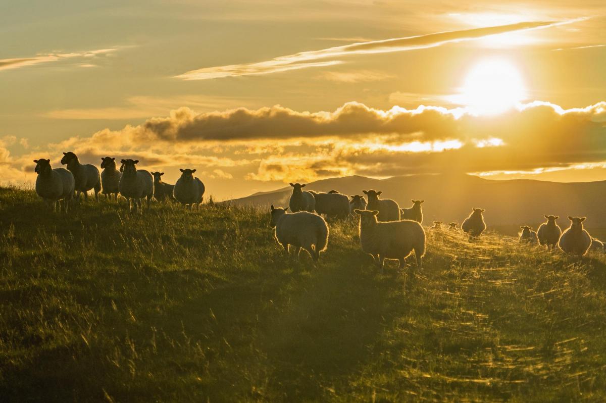 Jennifer MacKenzie - The Golden Girls - North of England Mule ewes in the November setting sun on Blaze Fell near Armathwaite.