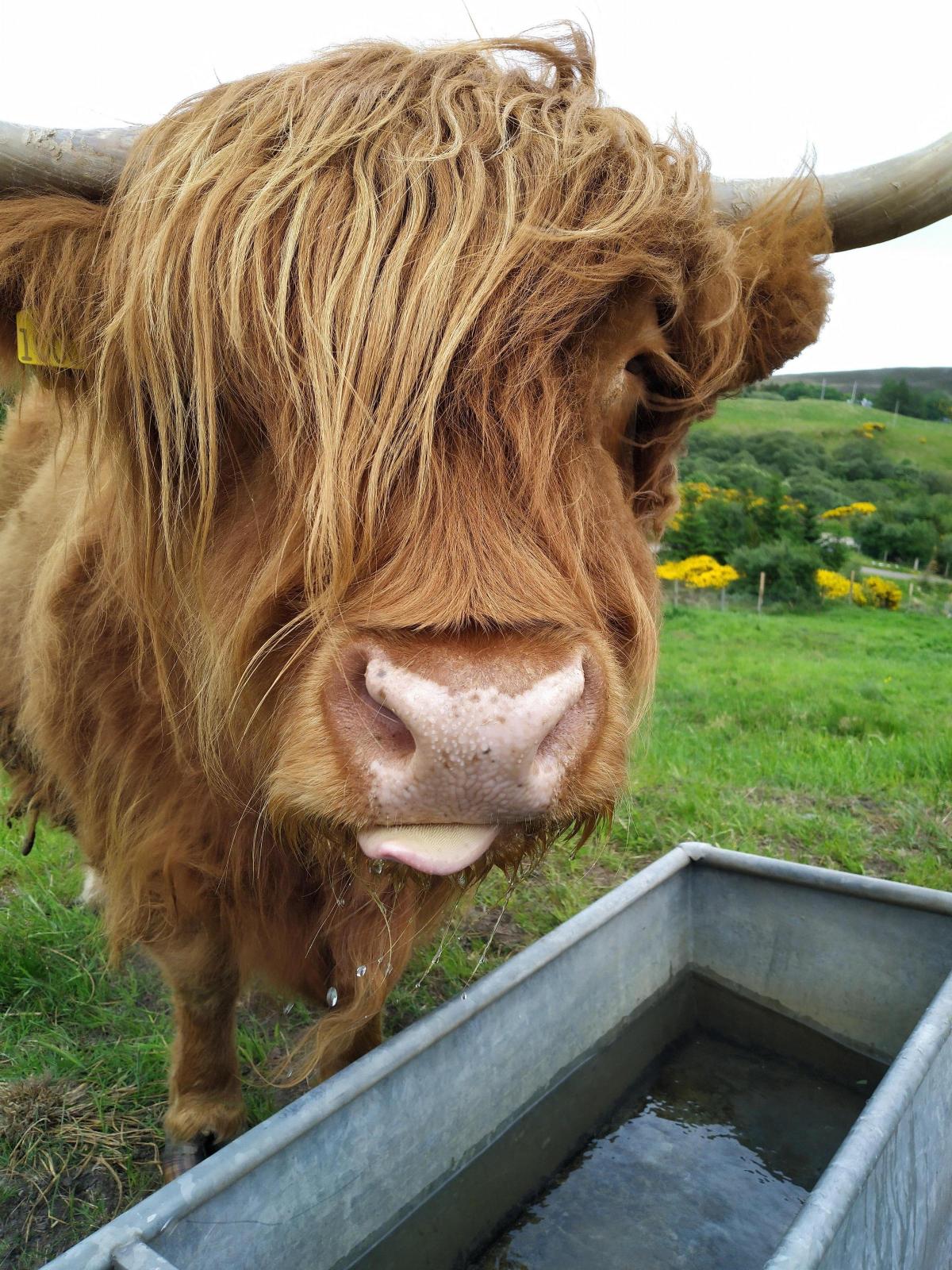 Jess - 'Catching every last drop' Highland Cows At Hill End Croft.