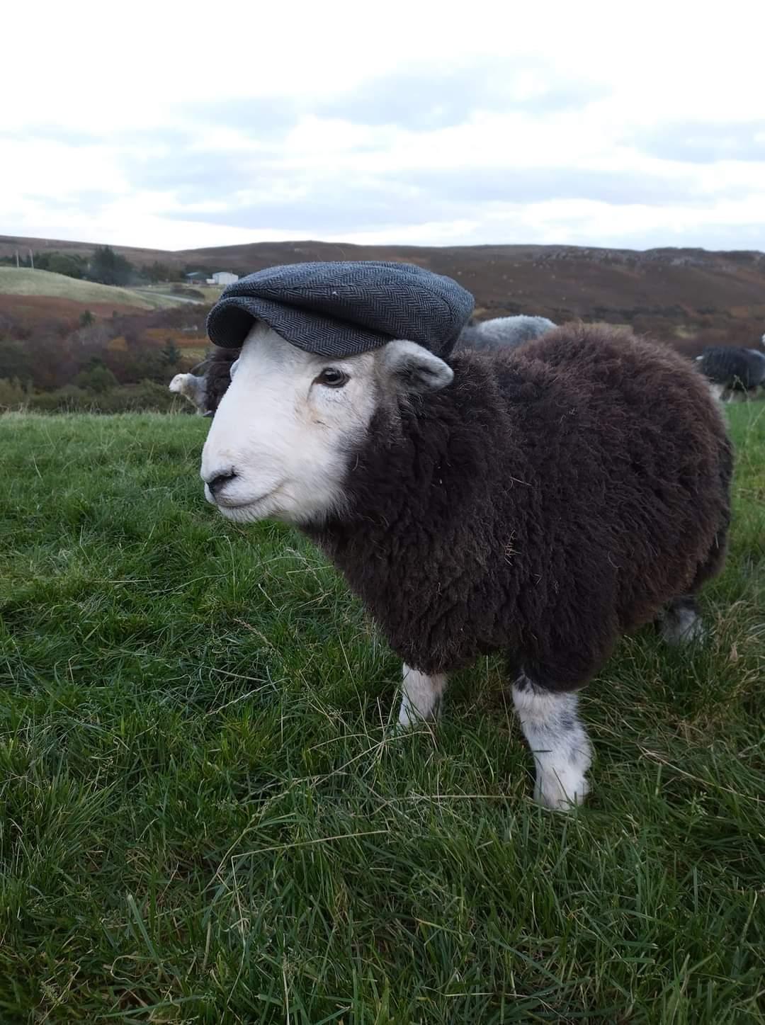 Jess Uprichard - Getting to that time of year when even the Herdwick's need a hat.