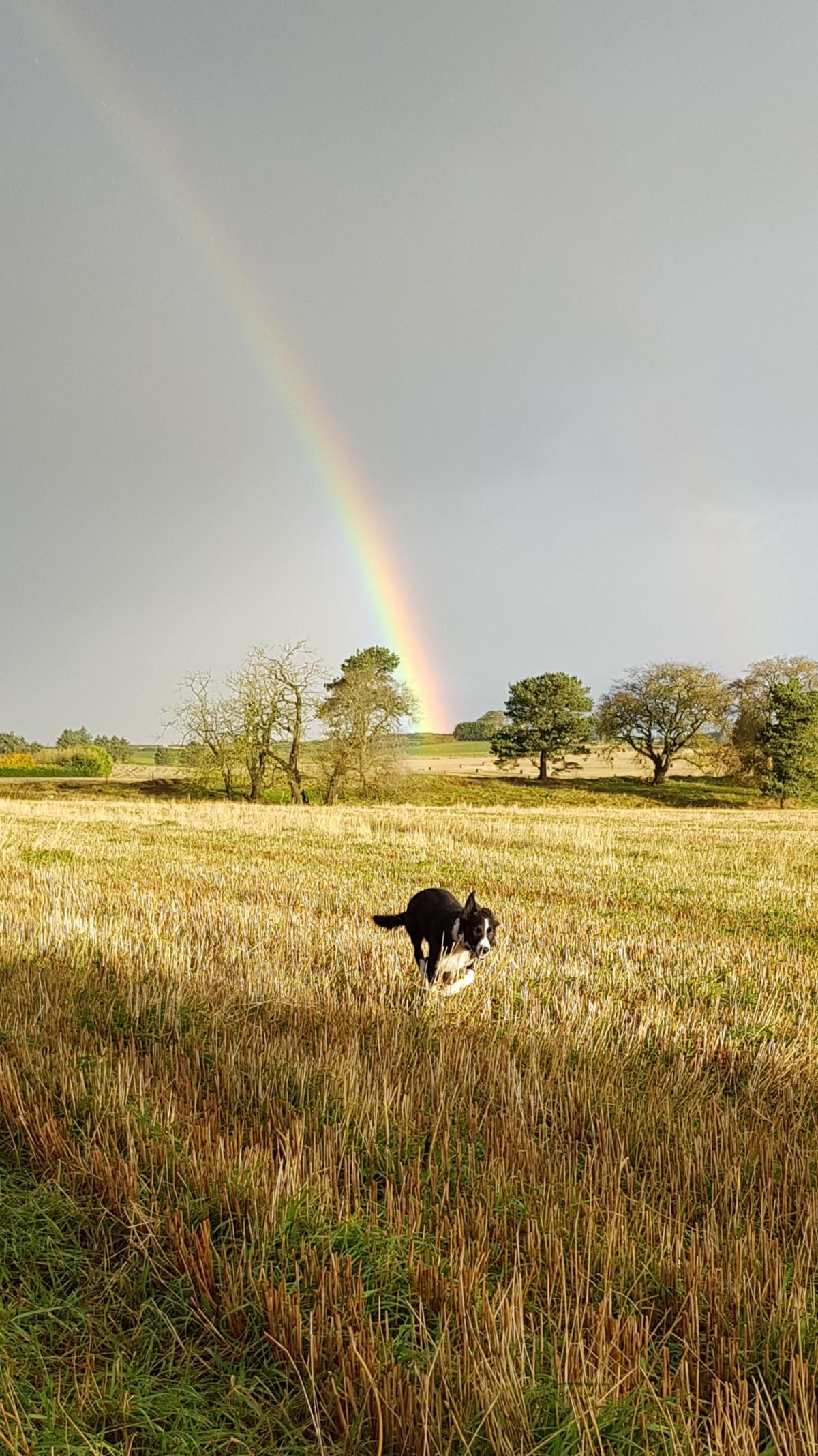 Jillian Eunson - This is 20wk old Nell, out for her morning walk and recall practice. Hunting out the pot of gold.