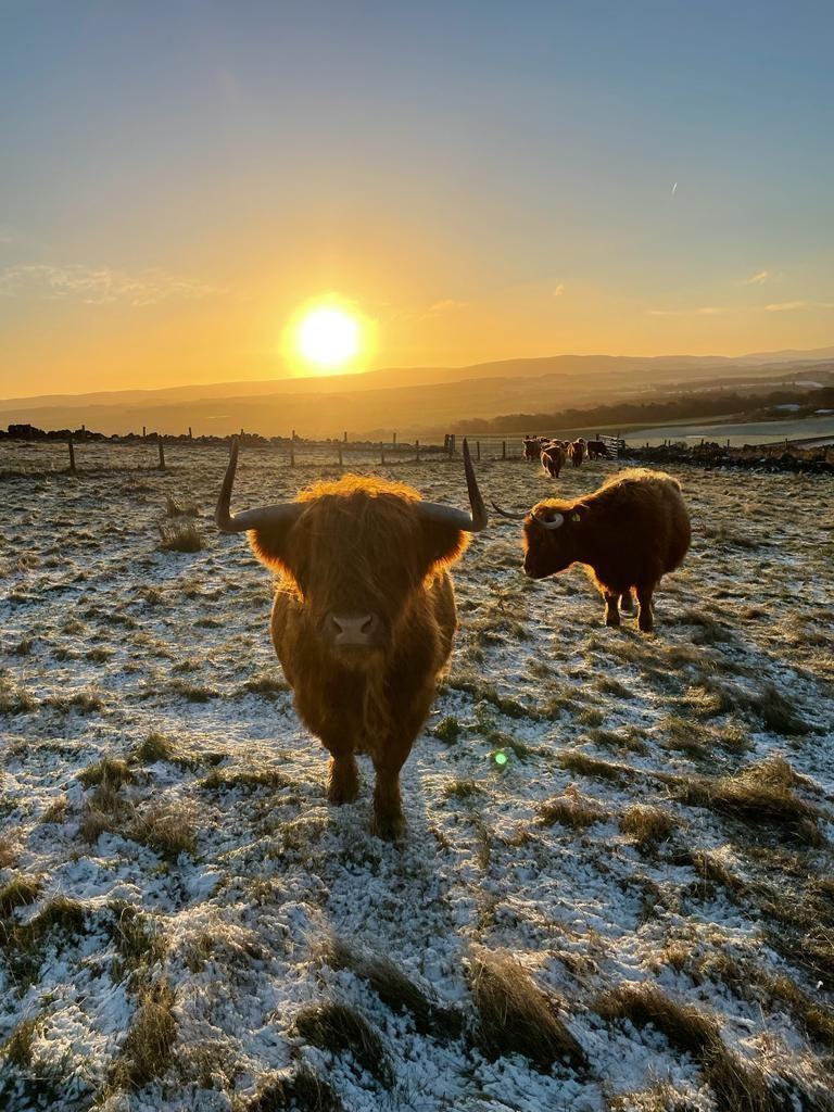 John Davidson (Farm Manager) - Beautiful sunrise this week over the Highland cows on Penicuik Estate at the foot of the Pentland Hills.