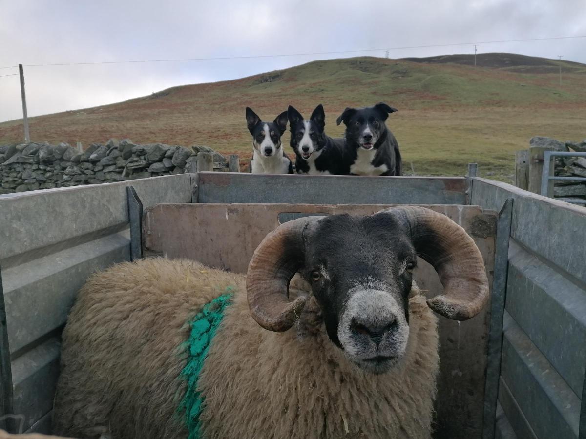 Laura Hinnekens - Got an eye on Ewe tup lamb going out.