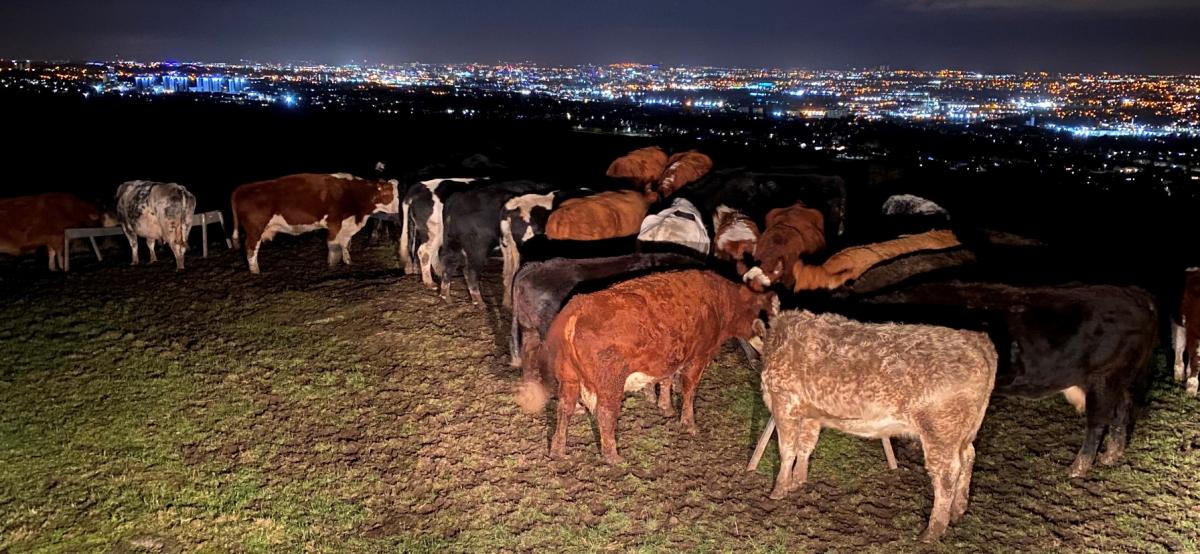 William Boyd, near Glasgow beef cows enjoying there breakfast on top of Dechmont Hill, Cambuslang, Glasgow with the bright lights of Glasgow below them in the distance.