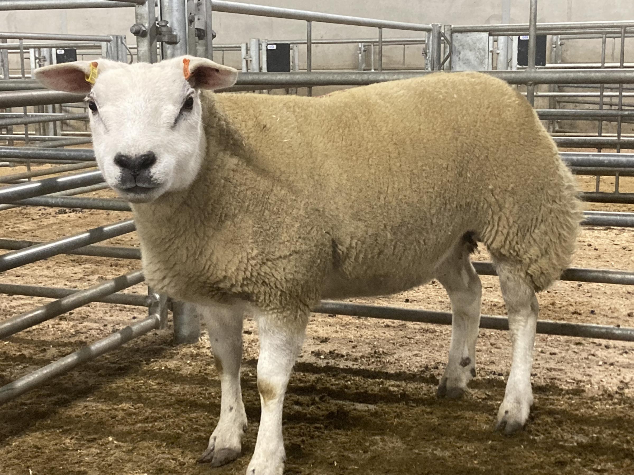 Joint sale leader at £1500 was this gimmer from the same home 