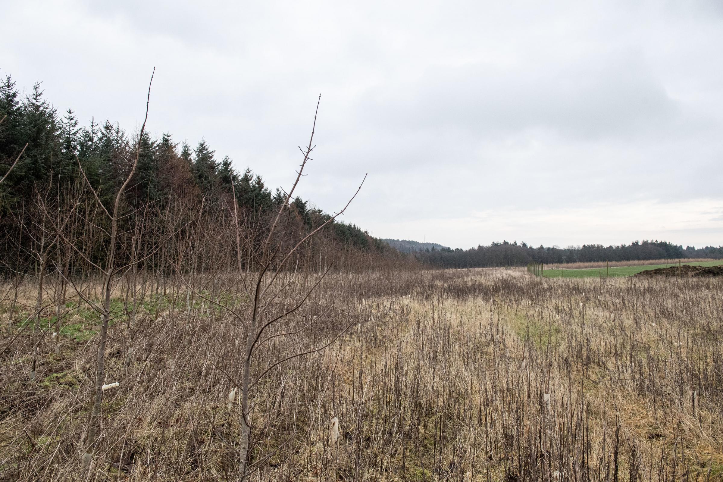 This area at South Dundonald was planted eight years ago and trees on the left have grown where the soil is better but the rest is more like a scrubland than a forest Ref:RH180122158 Rob Haining / The Scottish Farmer...