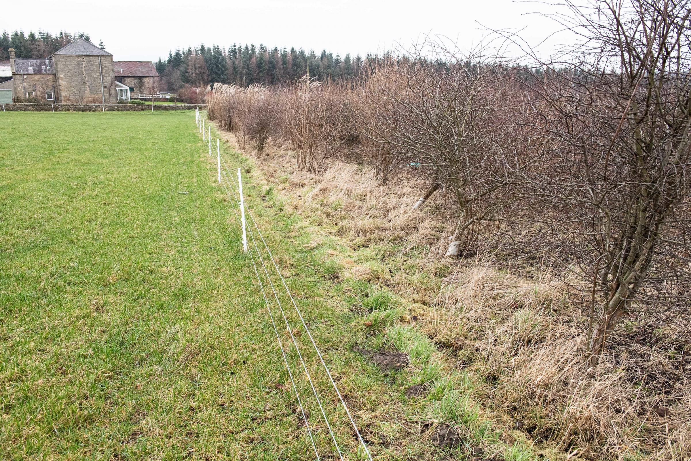 Trees have been planted over where the field drains meet the main drain making access difficult Ref:RH180122156 Rob Haining / The Scottish Farmer...