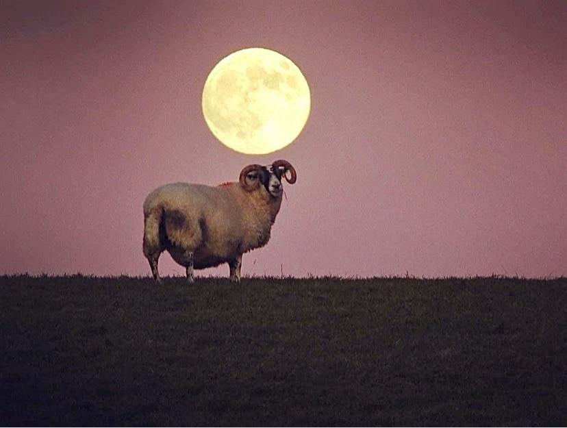 Jennifer Tainsh - The sun had gone down, the sky was pink and I noticed the full moon was rising.  We have some of the Littleport Blackface sheep here just now at our farm- Drummondearnoch Farm.
