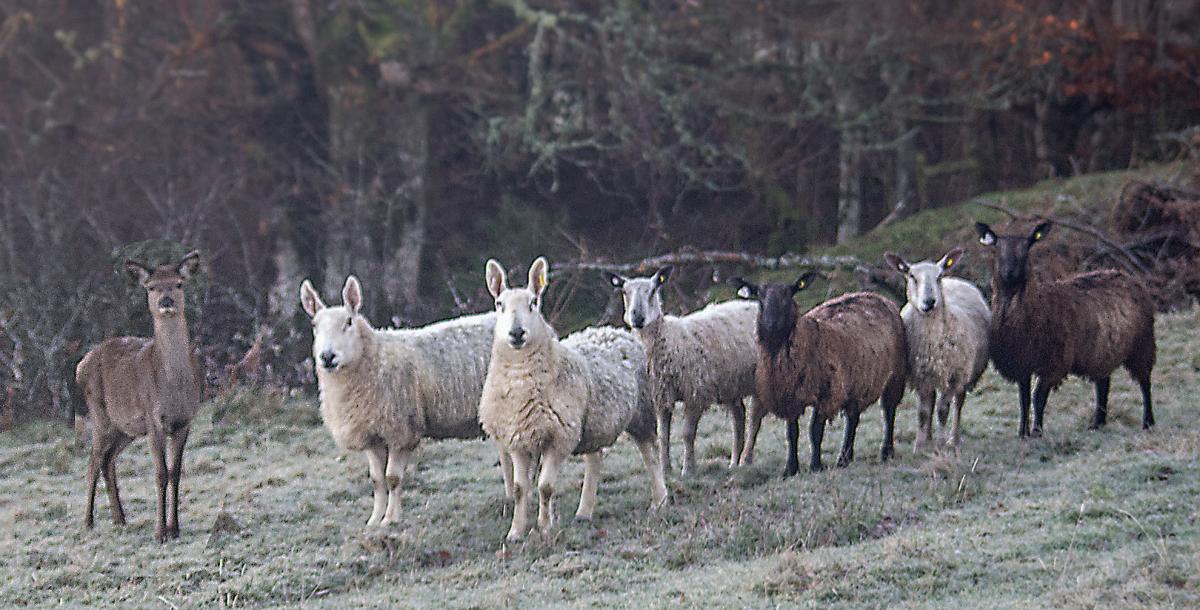 Robert Harrison - Drummond Estates tups and a red deer, All Friends Together...No Discrimination Here!