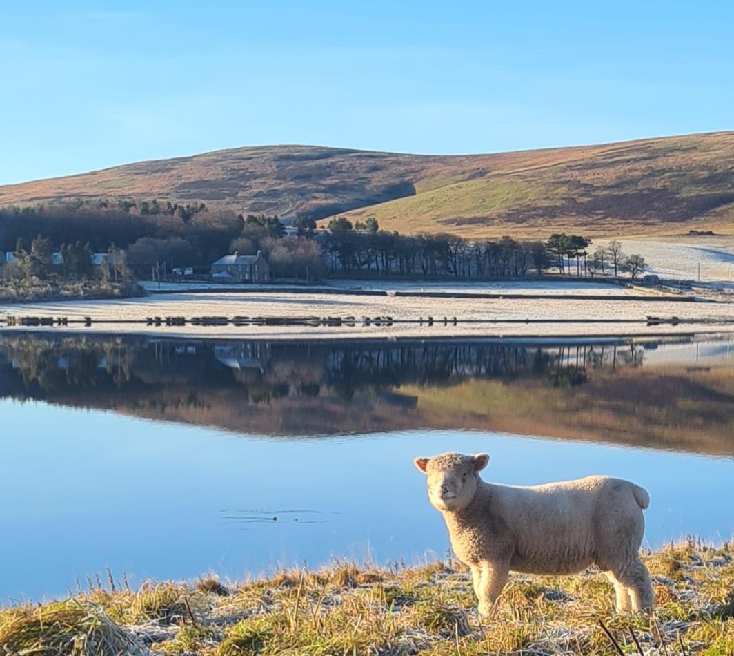 James Royan - A Dorset lamb reflecting on the beauty of the Whiteadder Reservoir in the Lammamuir Hills of the Scottish Borders.