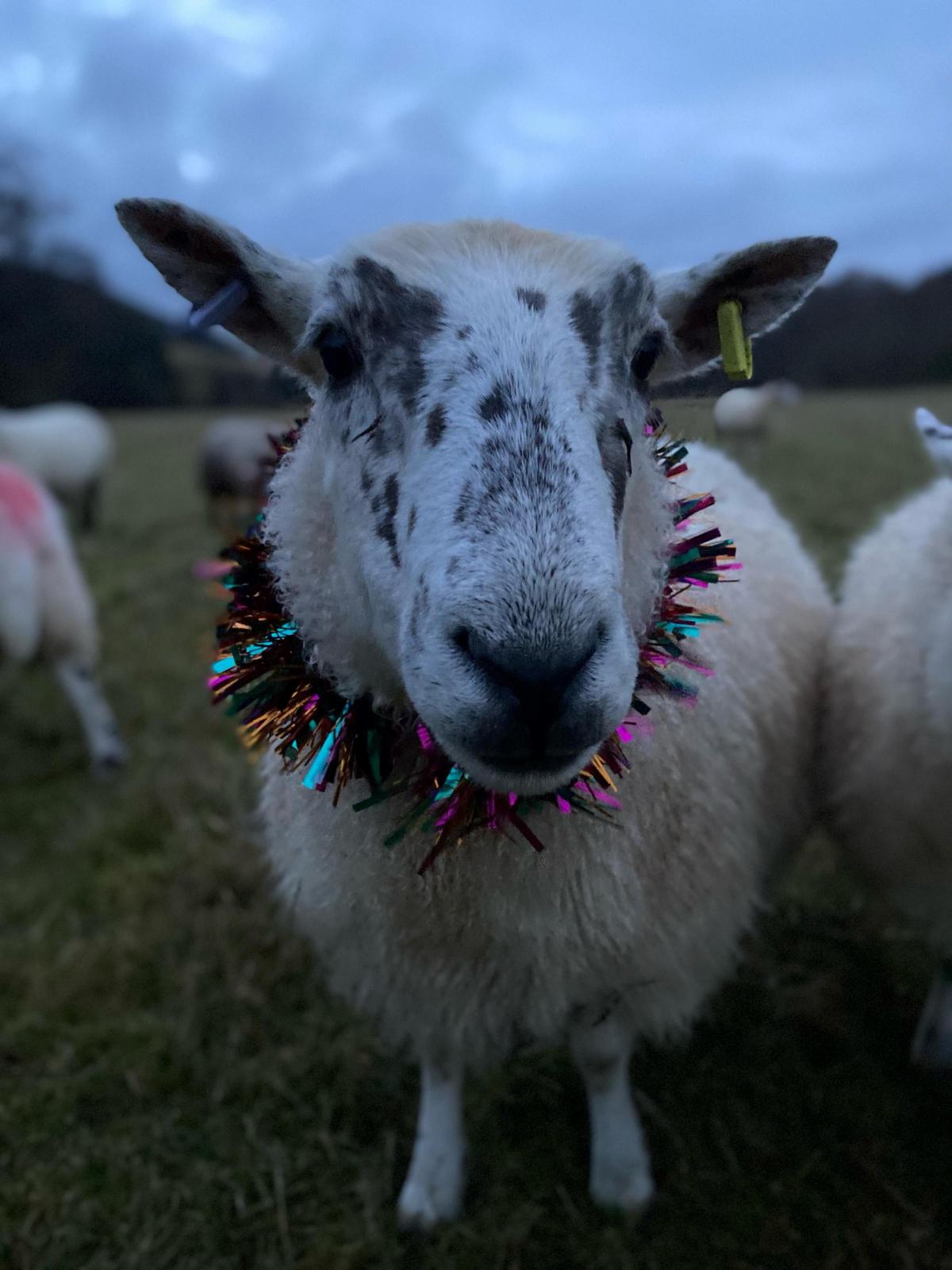 Tyler McKinlay - One of my pet sheep whitey exited at Christmas time