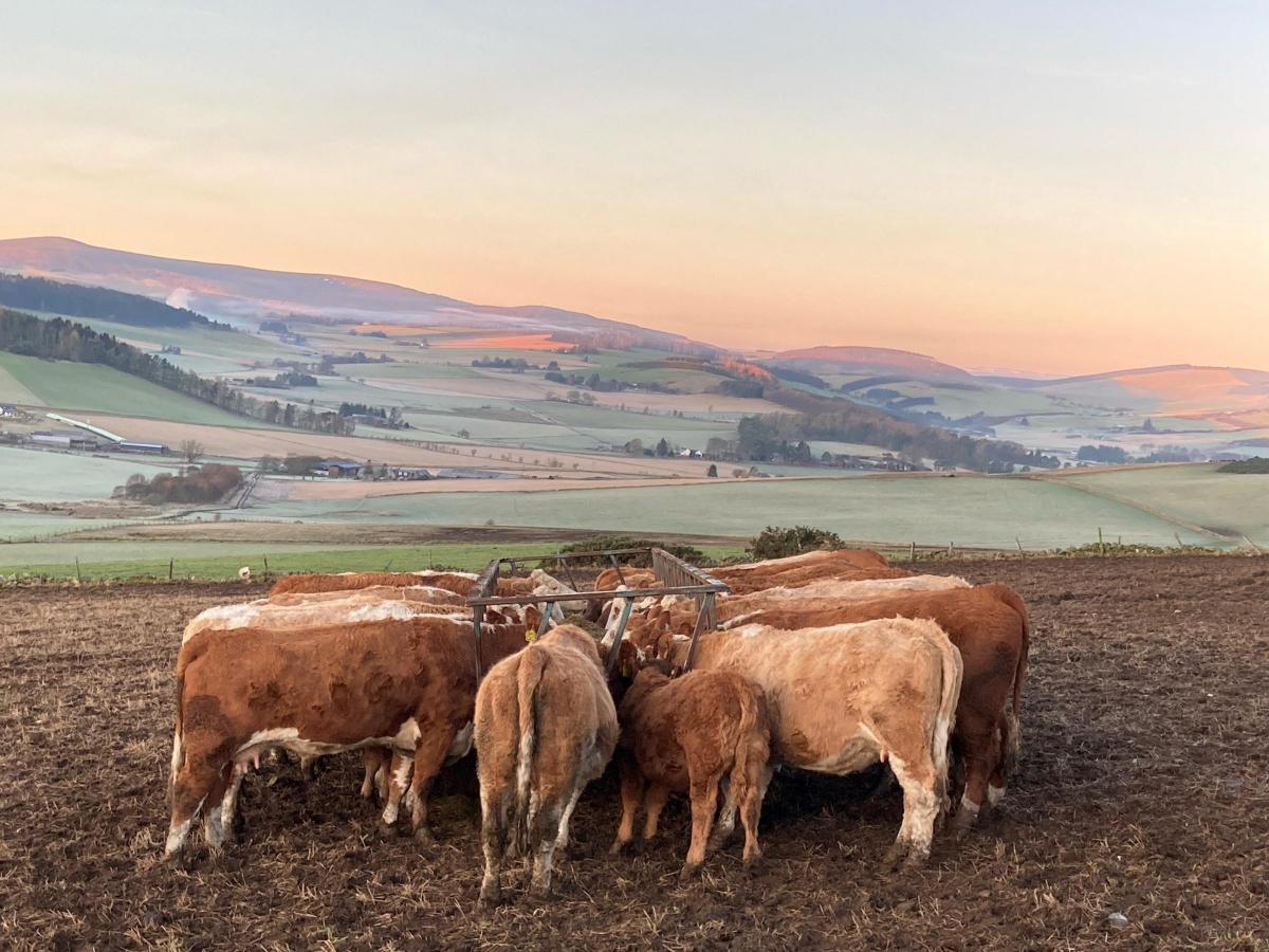 Graham Keir (Bridgend Farm, Craigievar, Aberdeenshire) - Cows getting there breakfast with a view!