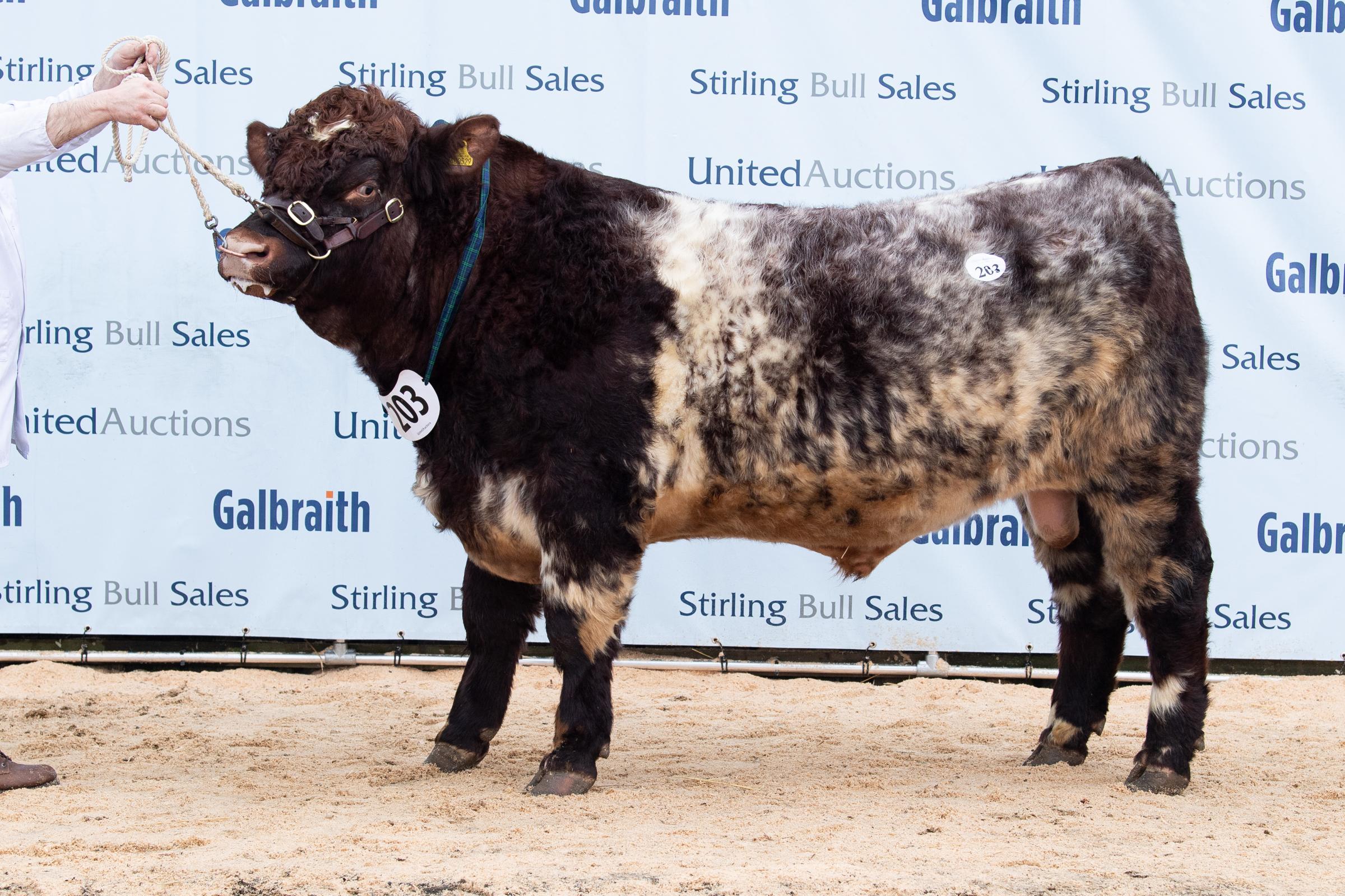 The Macadies sold Perfection of Skaillhouse for 22,000gns Ref:RH070222100 Rob Haining / The Scottish Farmer...