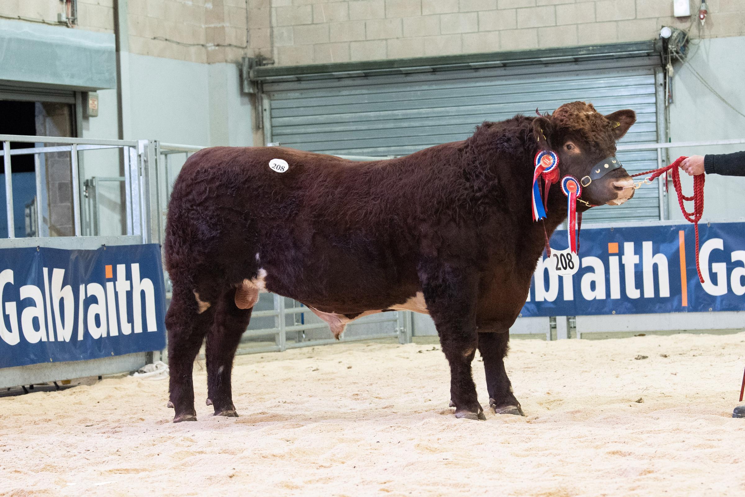 Lowther Pegasus from C Lowther sold for 8000gns Ref:RH060222221 Rob Haining / The Scottish Farmer...