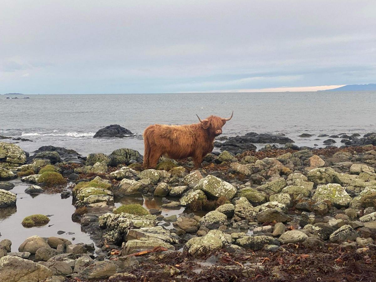 Shirley Strachan (Isle of Mull) - Fresh seaweed for breakfast after a storm. Hardy coos