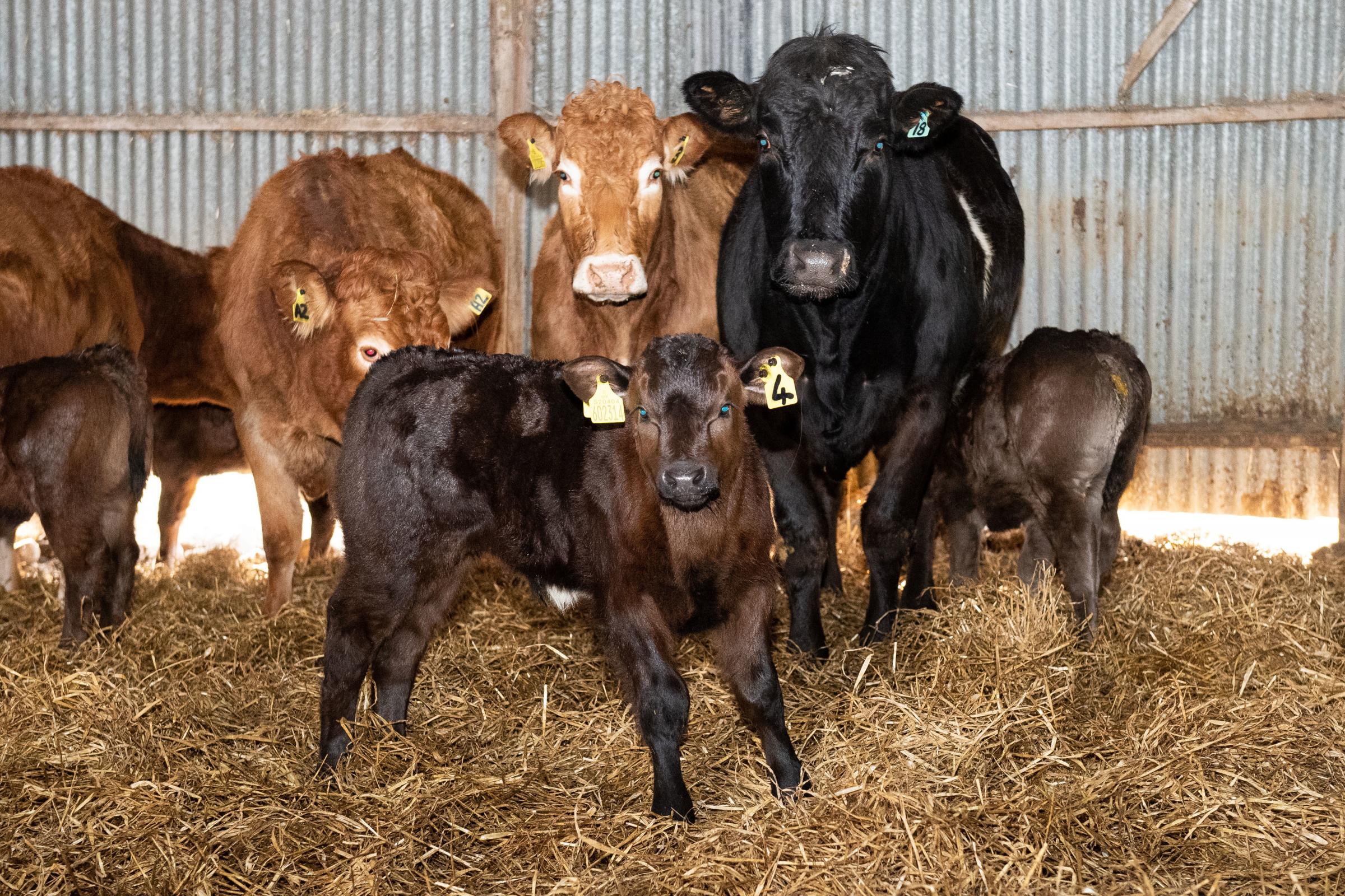 The herd at Buchaan is run commercially, cows with calves at foot and store cattle sold through Thainstone Mart Ref:RH100222027 Rob Haining / The Scottish Farmer...