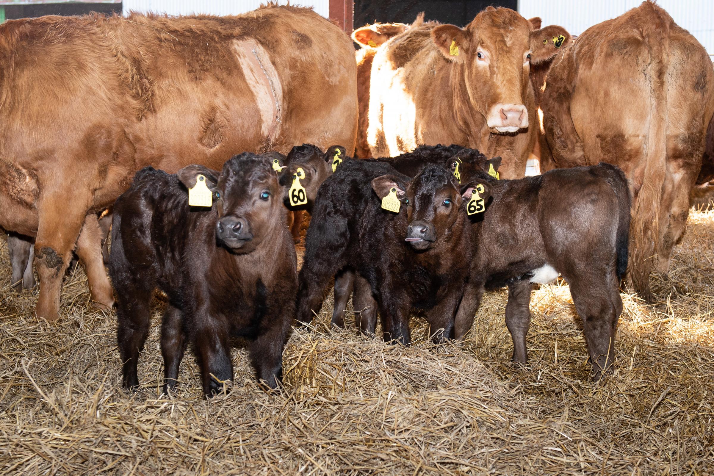Hefiers calve first with the cows following on later in the Spring Ref:RH100222024 Rob Haining / The Scottish Farmer...