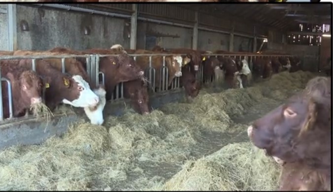 Simmental and Salers cross cows at Millburn