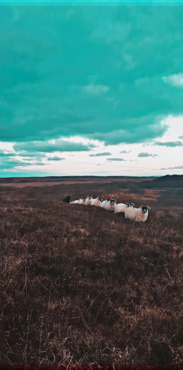 Kathryn MacPherson - a sheep queue with a view.