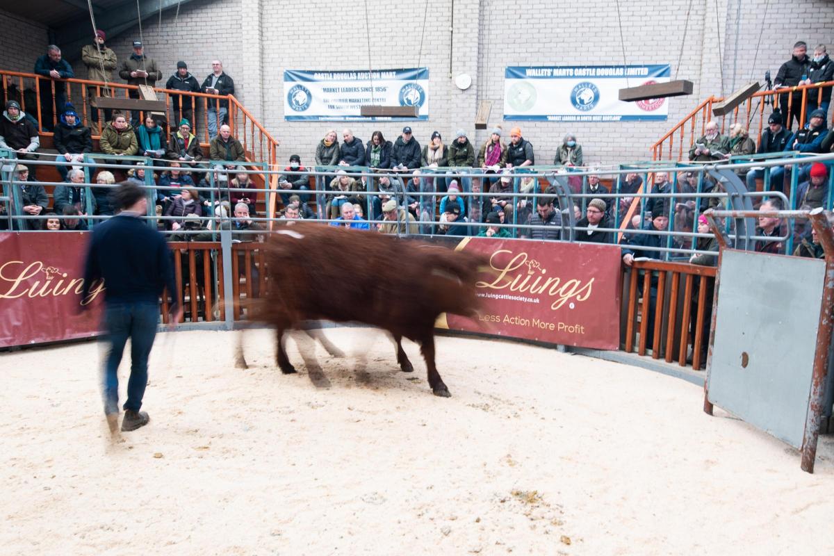Spectators and buyers gather round the ring for the 57th Premier Sale at Castle Douglas   Ref:RH110222089  Rob Haining / The Scottish Farmer...