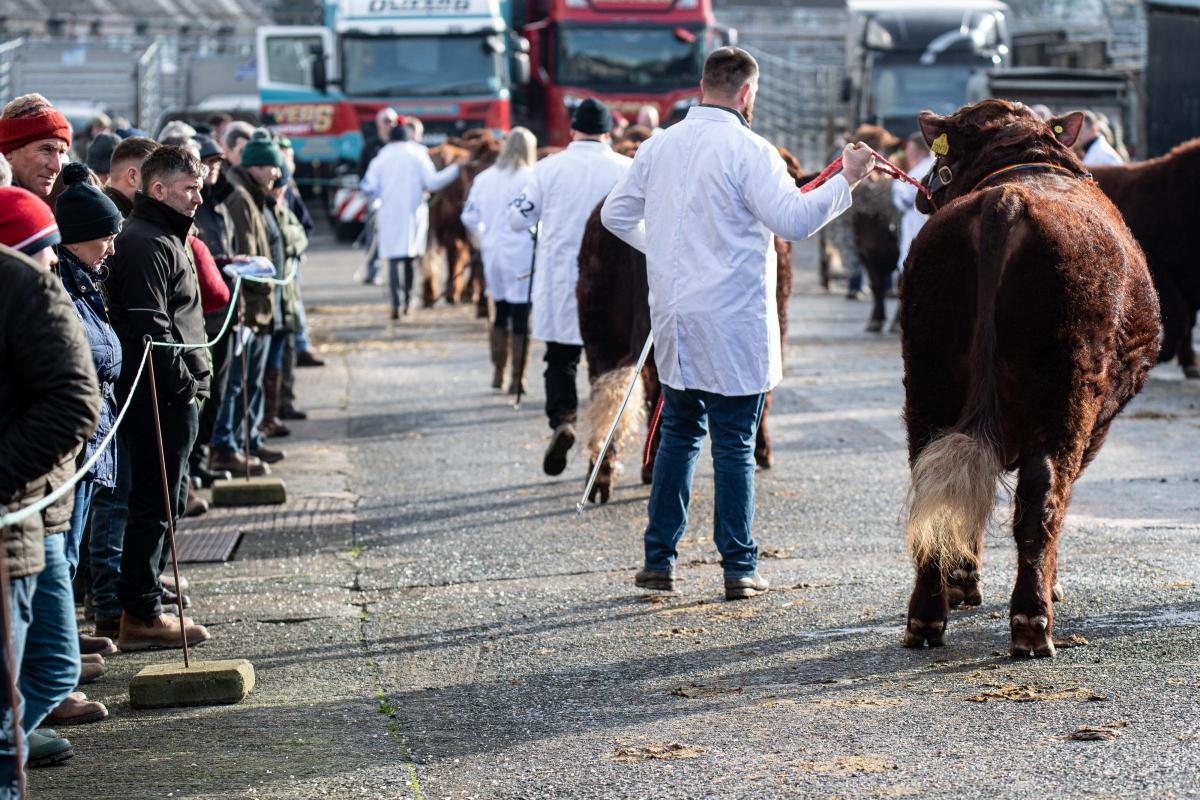 Sun comes out as shadows are cast during the bull parade at Castle Douglas  Ref:RH110222085  Rob Haining / The Scottish Farmer...