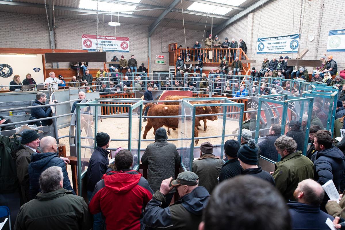 Spectators and buyers gather round the ring for the 57th Premier Sale at Castle Douglas   Ref:RH110222094  Rob Haining / The Scottish Farmer...