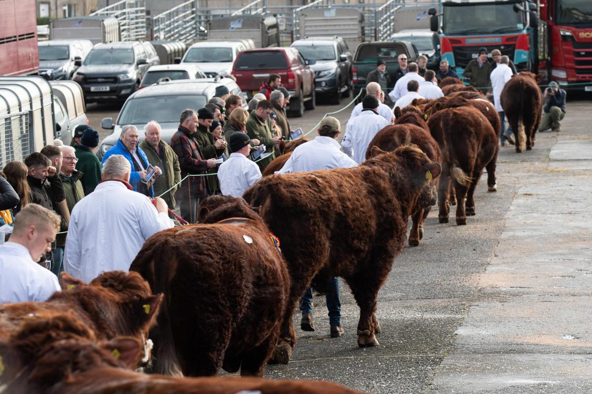 Let's dance the conga! Luings line up for the parade of bulls at Castle Douglas  Ref:RH110222067  Rob Haining / The Scottish Farmer...