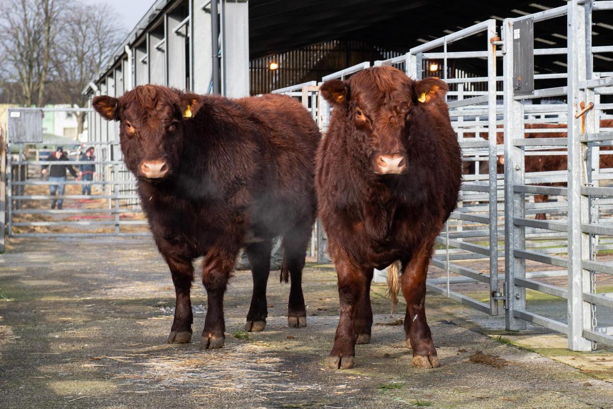 William Graham & Son sold bulling heifers Craigdarroch Z60 and Craigdarroch Z22 each for 2600gns Ref:RH110222054  Rob Haining / The Scottish Farmer...