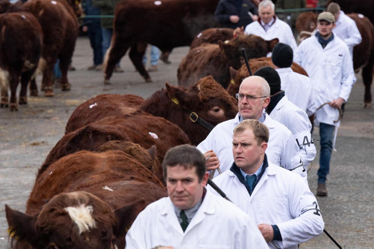 Impressive line of Luing bull as they parade before the 57th Premier Sale at Castle Douglas  Ref:RH110222076  Rob Haining / The Scottish Farmer...