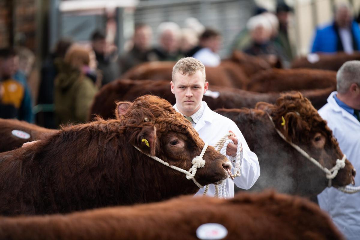 Farquhar Renwick from Lochbroom deep in concentration during the bull parade at Castle Douglas   Ref:RH110222071  Rob Haining / The Scottish Farmer...