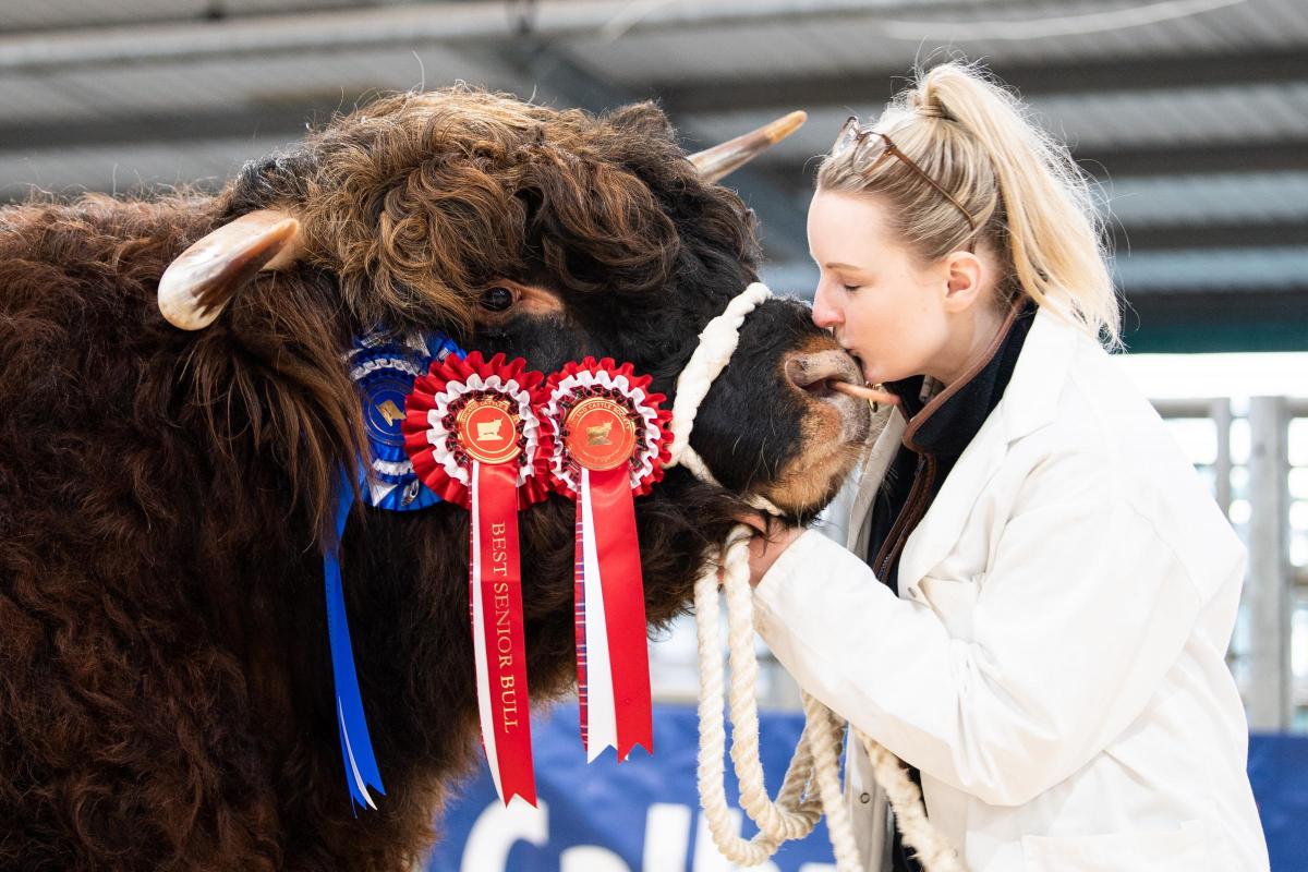 Angus 2nd Of Sorne receives a kiss from Stacey Gibson after selling for a new breed record of 27,000gns  Ref:RH140222056  Rob Haining / The Scottish Farmer...
