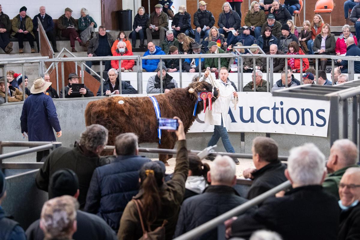 Robert Fletcher leads Angus 2nd of Sorne round the ring as buyers and spectators watch on as the bids roll in and end at a new breed record of 27,000gns  Ref:RH140222046  Rob Haining / The Scottish Farmer...