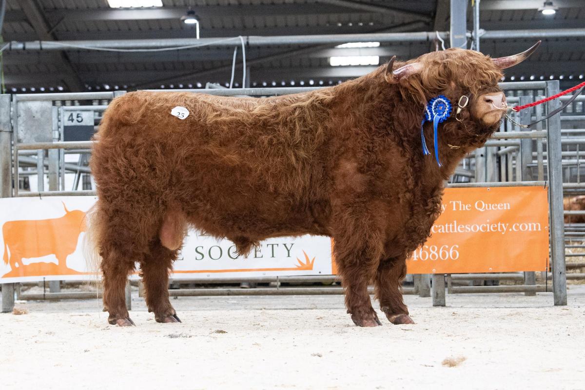 Heather Corrigall sold Tearloch 2nd Of Earn for 10,000gns Ref:RH140222070  Rob Haining / The Scottish Farmer...