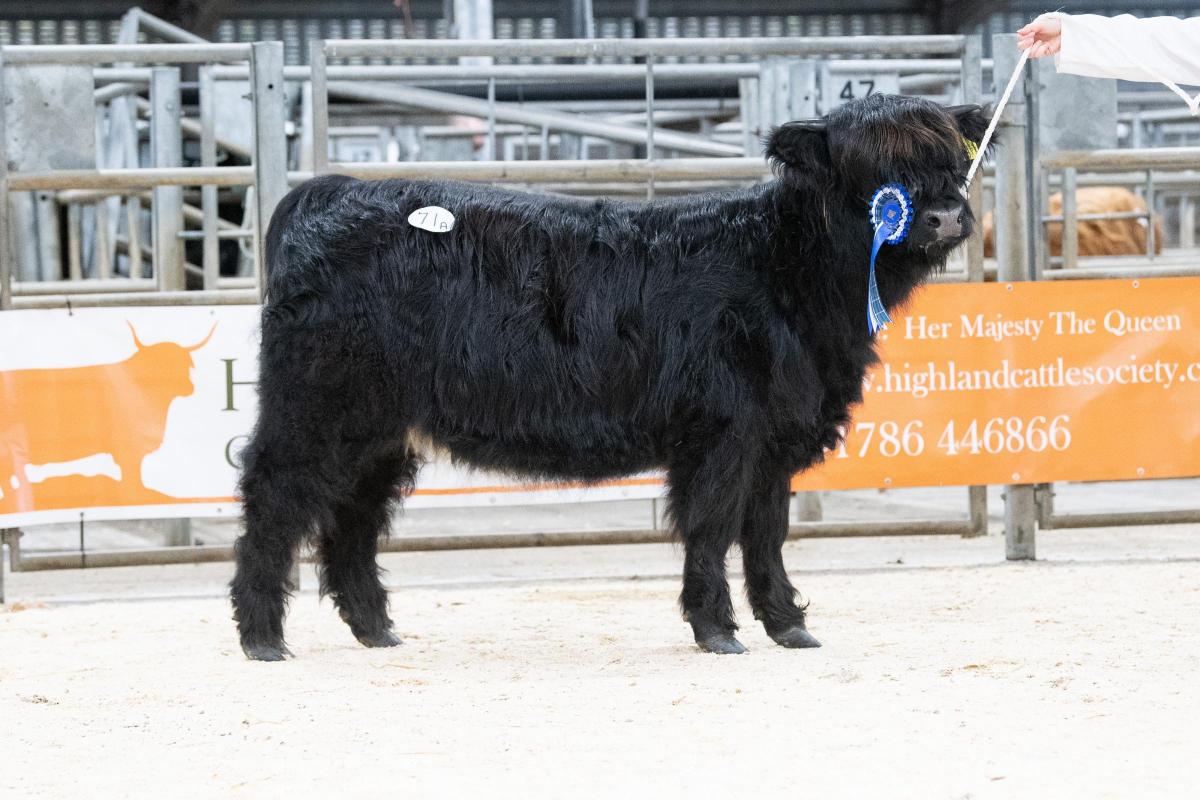 Robina Dhubh 17th Of Cailaich from R & S Strachan sold for 6000gns  Ref:RH140222077  Rob Haining / The Scottish Farmer...
