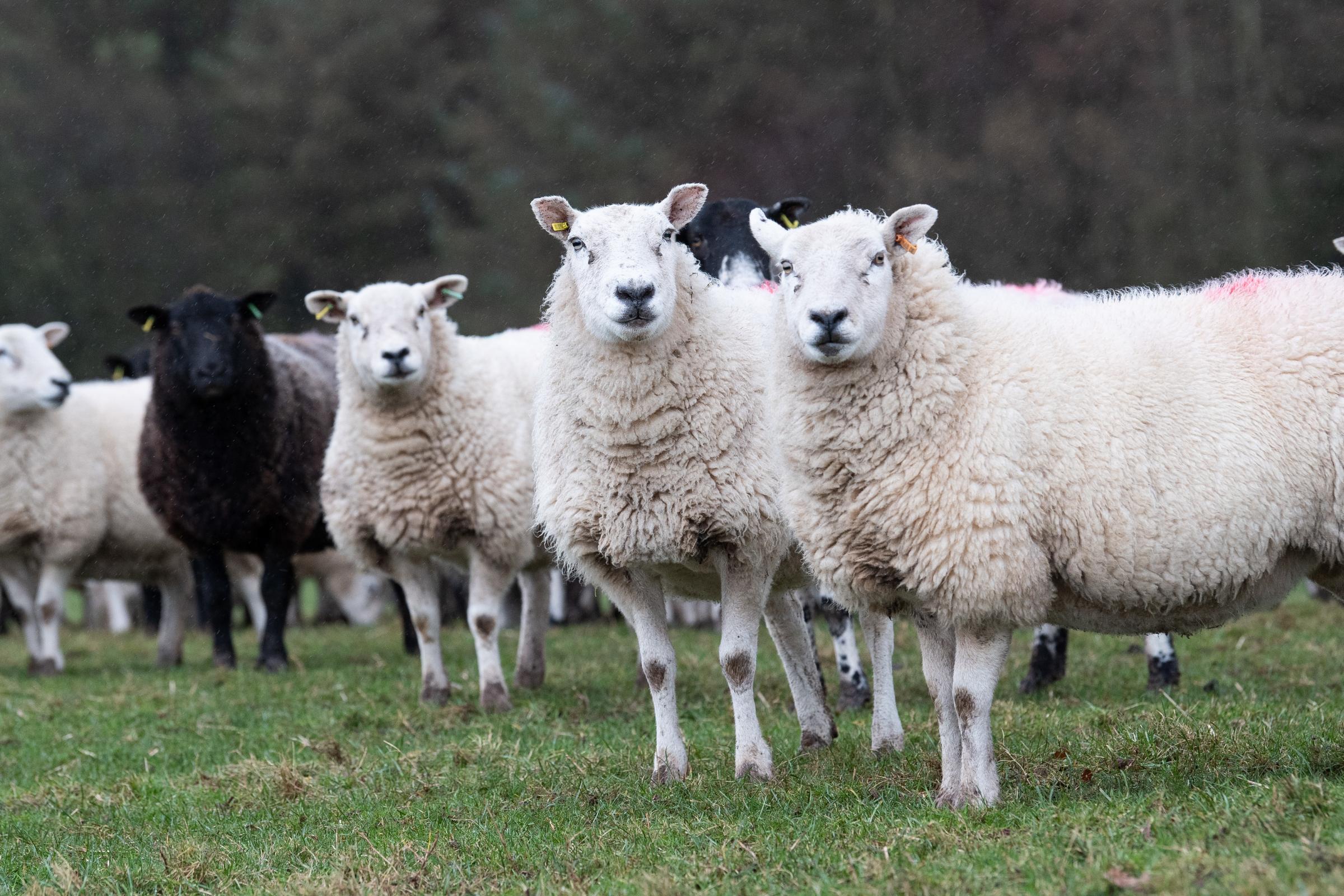 Texel cross Mules put to Texel cross Beltex rams and are due to start lambing in March Ref:RH150222058