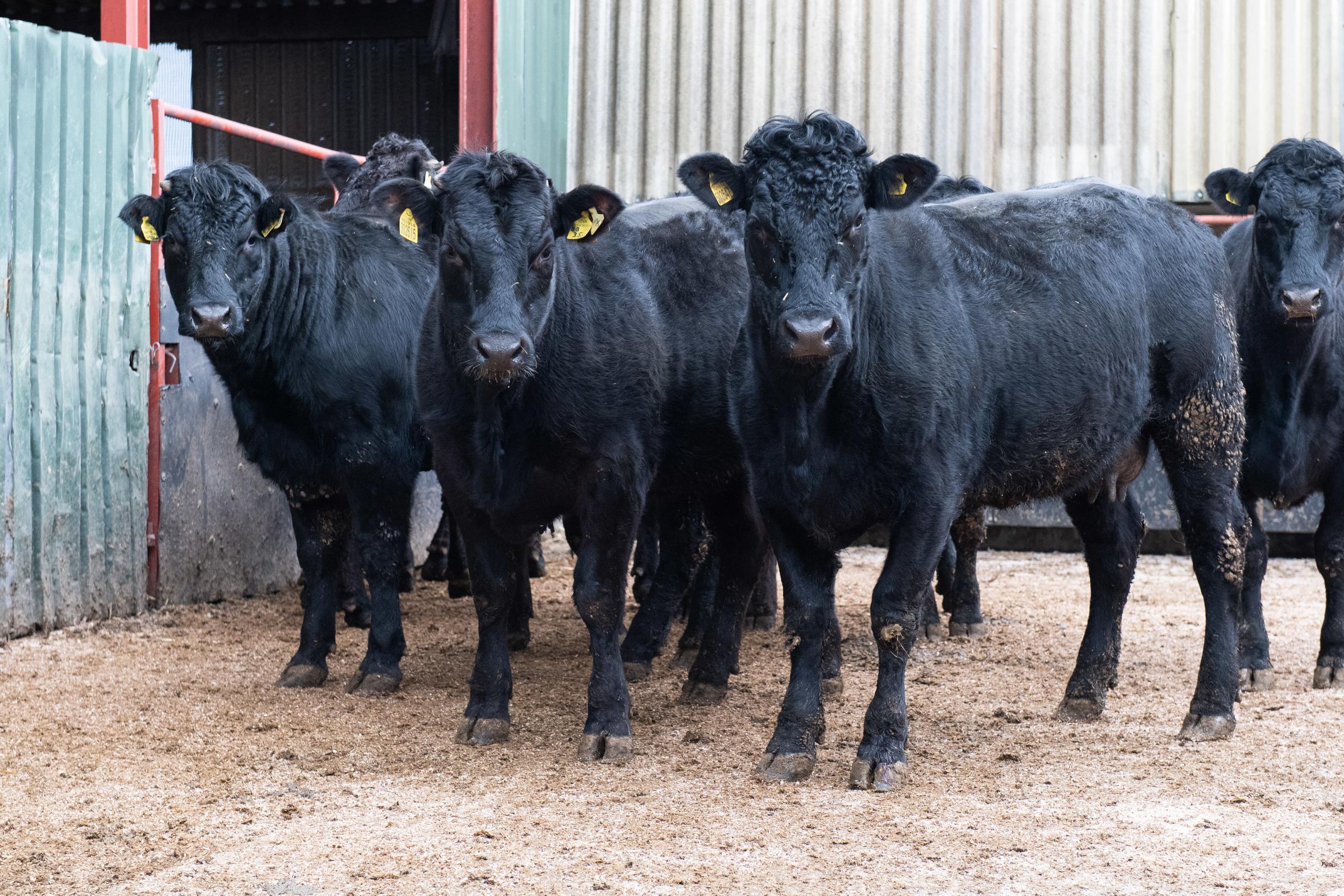The herd comprises 100 three-quarter Limousins which are put to a Black Limousin bull Ref:RH150222044