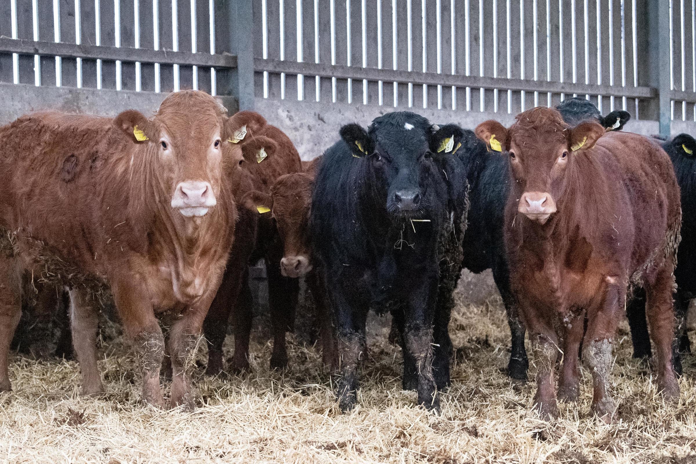 These prime heifers will be sold either live through Harrison and Hetherington Mart at Carlisle or direct deadweight to Woodhead’s or ABP Ref:RH150222049