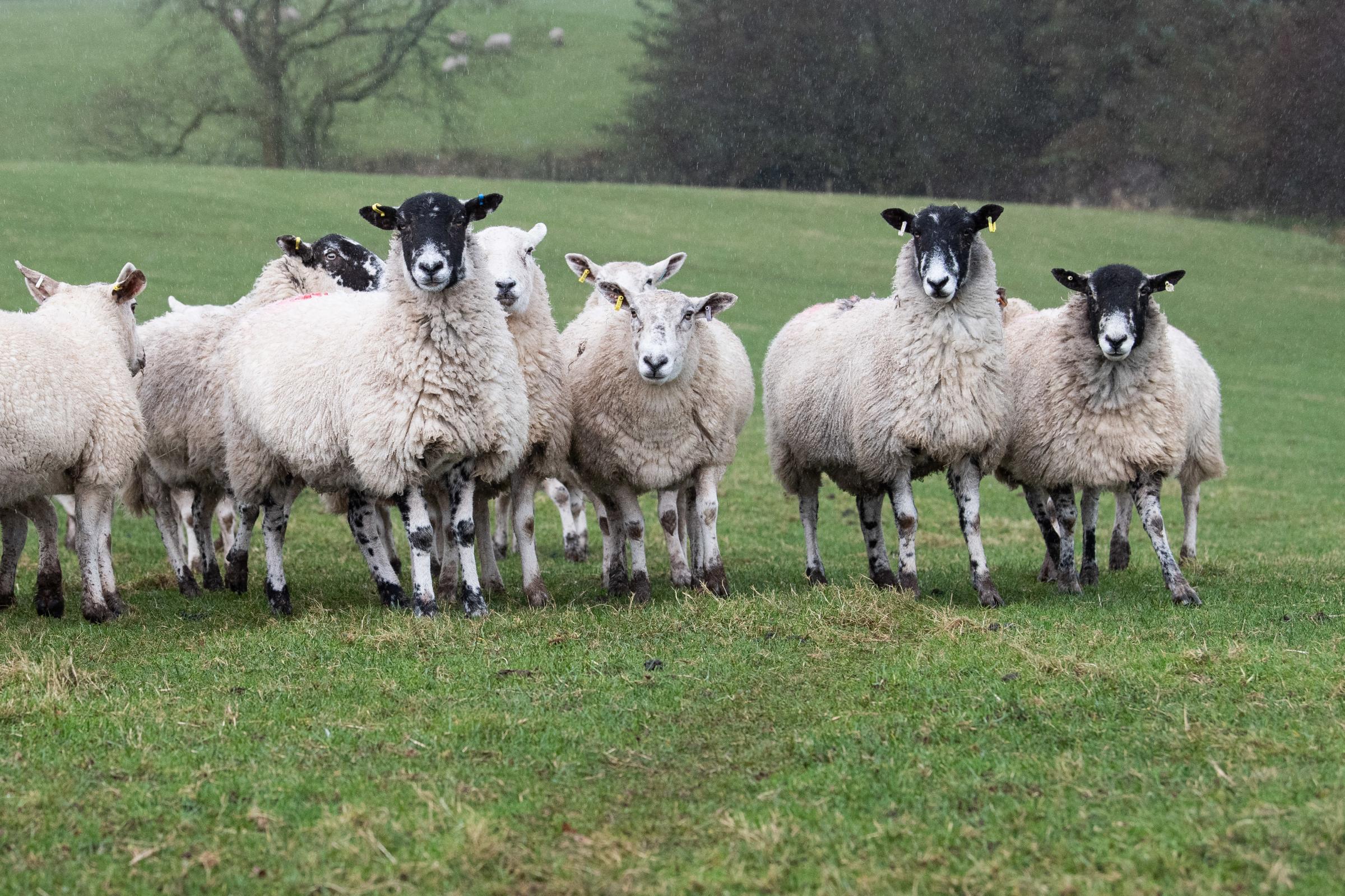Texel cross Mules are put to Texel cross Beltex rams and finished lambs sold through Longtown mart Ref:RH150222056